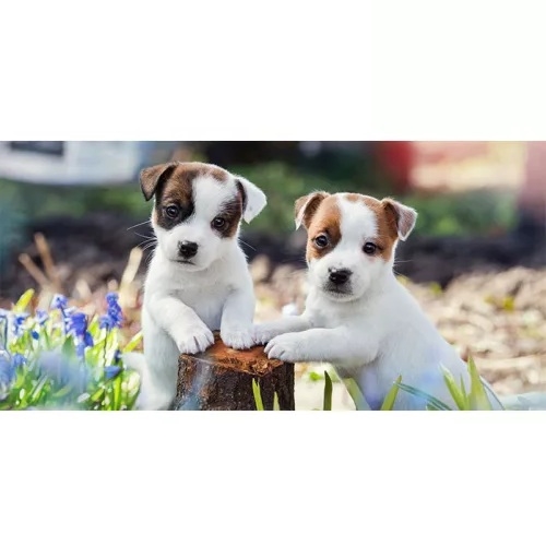 Hundehvalpe badehåndklæde , Springtime
