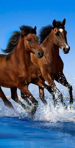 Heste badehåndklæde , 2 brune heste