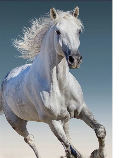 Heste fleecetæppe 140 * 100 cm , hvid hest