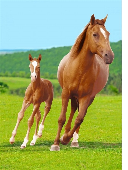 Heste fleecetæppe 140 * 100 cm , brun hest